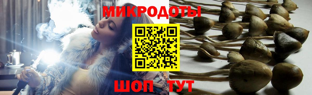 Псилоцибиновые грибы Cubensis Торжок
